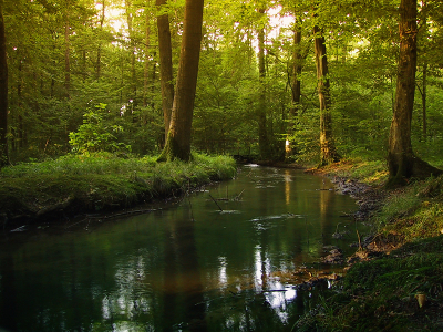 forest