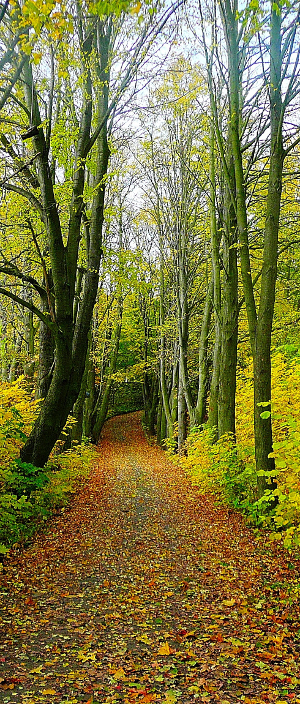 forest trail